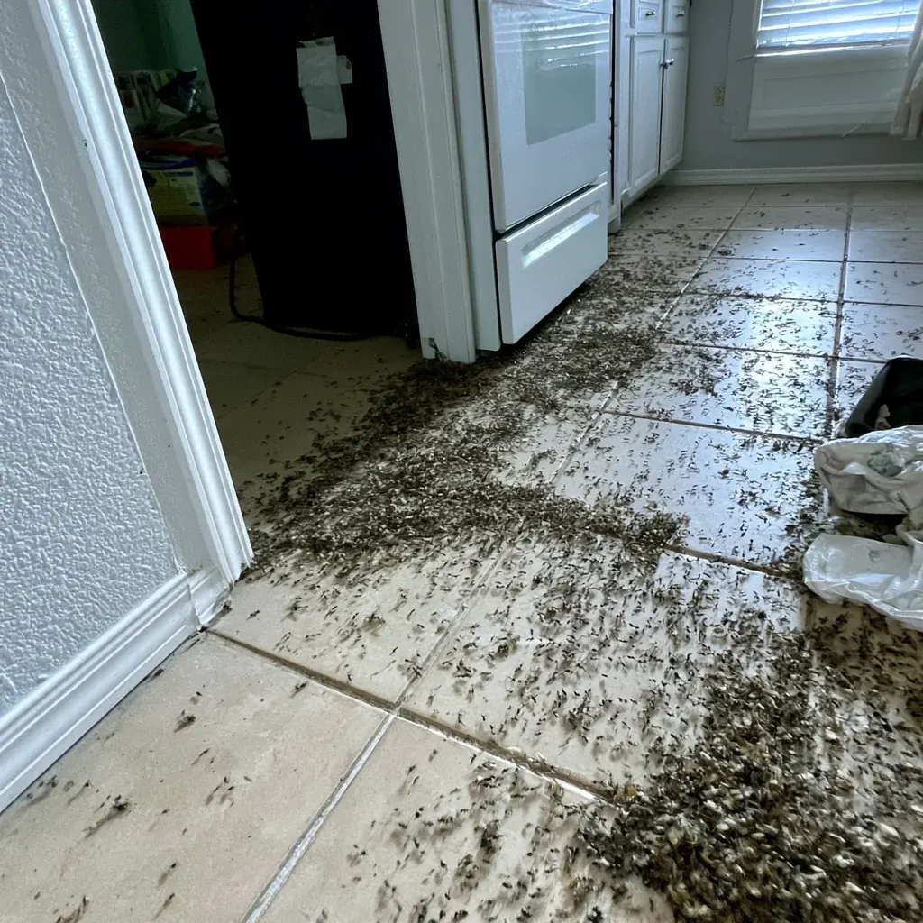 Rodent Droppings rodent control service in Lee's Summit, MO